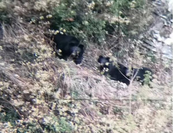 图为护林员拍摄的亚洲黑熊
