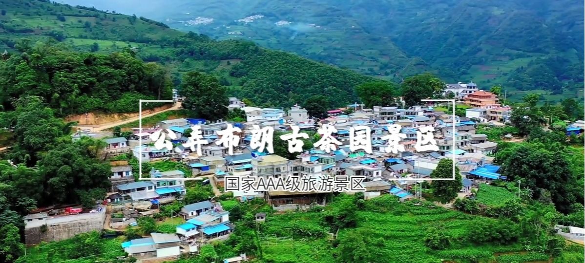 公弄布朗古茶园景区