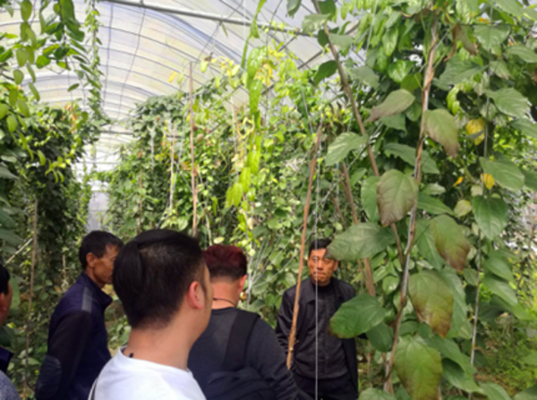 双江科润生物产业有限公司大黄藤种植基地