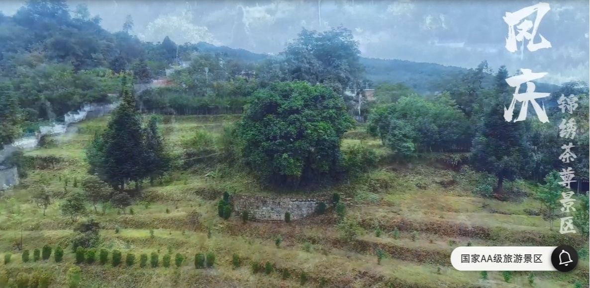锦绣茶尊景区