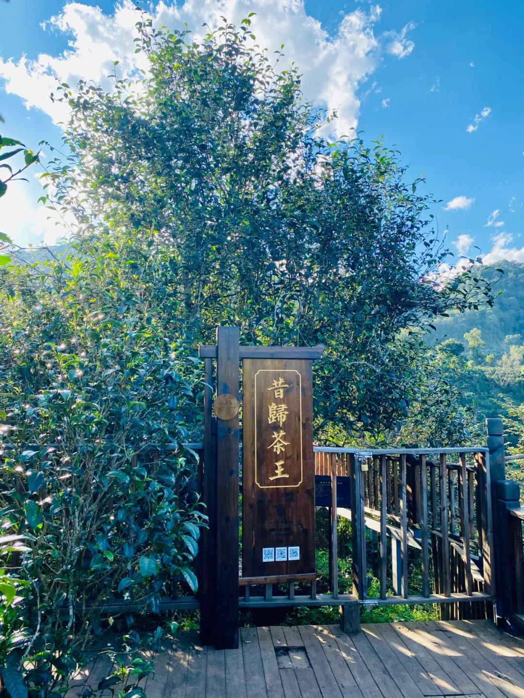 昔归茶文化景区