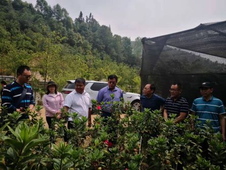 在凤庆安石茶花庄园有限责任公司实地查看项目