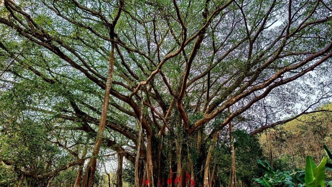 孟定班幸独树成林风景区